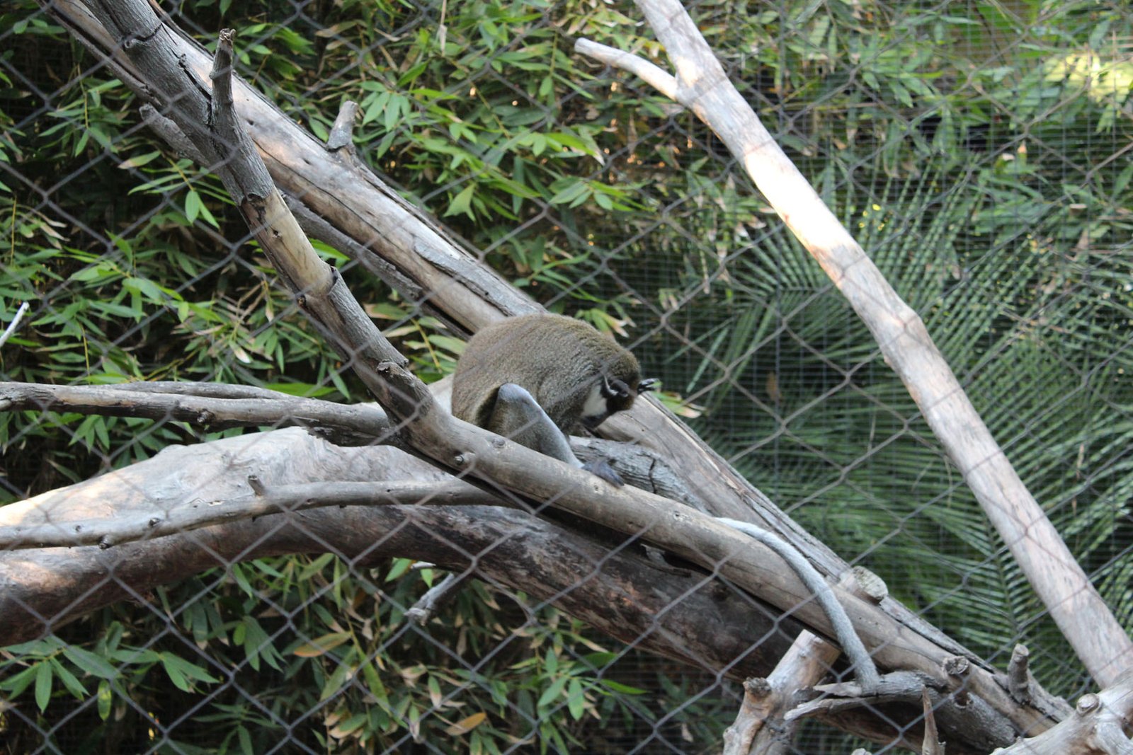 San Diego Zoo Part II 135